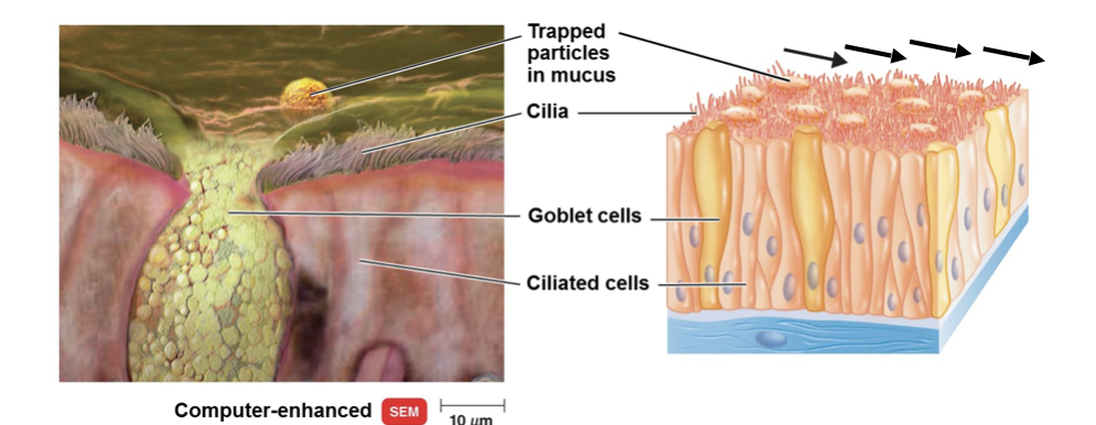 <p><strong>Mucus and mucous membrane provide</strong> several functions: </p><ul><li><p>Mucus traps microbes </p></li><li><p>Mucous membrane of the nose has hairs that filter inhaled air </p></li><li><p>External canal has earwax and hairs that prevents entry </p></li><li><p>Cells of mucous membrane of lower respiratory tract are covered in cilia </p></li></ul><p></p>