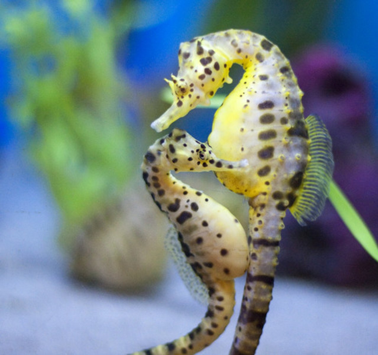 <p>-Seahorses</p><p>-all fins more or less at same time</p>