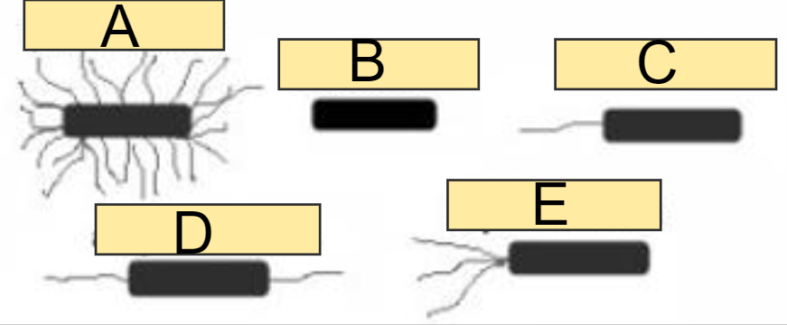 <p>In the image, which of the following best describes:</p><ul><li><p><strong>Lophotrichous</strong></p></li></ul><p></p><p>a) A</p><p>b) B</p><p>c) C</p><p>d) D</p><p>e) E</p>