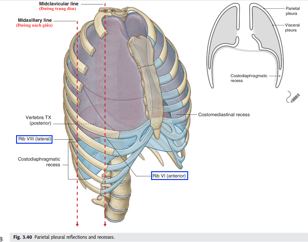 <p><strong>Inferior border</strong> of the lung (bờ dưới của phổi):</p><ul data-type="taskList"><li data-checked="false" data-type="taskItem"><label><input type="checkbox"><span></span></label><div><p>Midclavicular line: 6th rib</p></div></li><li data-checked="false" data-type="taskItem"><label><input type="checkbox"><span></span></label><div><p>Midaxillary line: 8th rib</p></div></li><li data-checked="false" data-type="taskItem"><label><input type="checkbox"><span></span></label><div><p>Posterior axillary line: 10th rib</p></div></li></ul><p><strong>Inferior border</strong> of the <u>pleura</u> of the lung (bờ dưới của màng phổi):</p><ul data-type="taskList"><li data-checked="false" data-type="taskItem"><label><input type="checkbox"><span></span></label><div><p>Midclavicular line: 6 + 2 = 8<sup>th</sup> rib</p></div></li><li data-checked="false" data-type="taskItem"><label><input type="checkbox"><span></span></label><div><p>Midaxillary line: 8 + 2 = 10<sup>th</sup> rib</p></div></li><li data-checked="false" data-type="taskItem"><label><input type="checkbox"><span></span></label><div><p>Posterior axillary line: 10 +2 = 12<sup>th</sup> rib</p></div></li></ul><p></p>