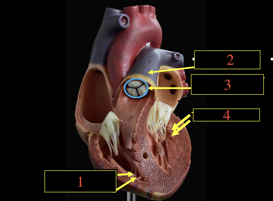 <p>What is 3? </p>