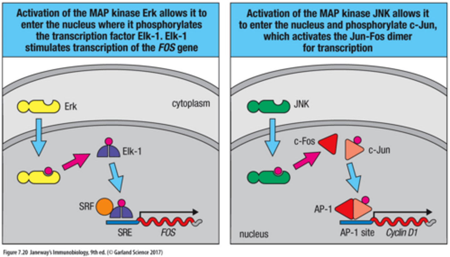<p>Activation of the MAP kinase Erk allows it to enter the nucleus where it phosphorylates the transcription factor Elk-1. Elk-1 stimulates transcription of the FOS gene</p>