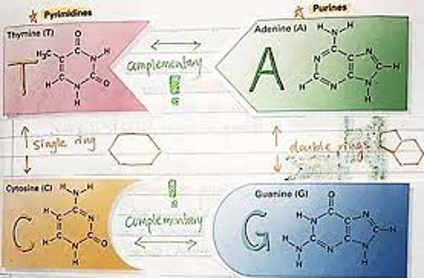 <p>-DNA molecules have an antiparallel structure - that is, the two strands of the helix run in opposite directions of one another. Each strand has a 5' end and a 3' end.</p><p>-The two strands are held together by hydrogen bonds between pairs of bases: adenine pairs with thymine, and cytosine pairs with guanine.</p><p>-A and T are found opposite to each other on the two strands of the helix, and their functional groups form two hydrogen bonds that hold the strands together. Similarly, G and C are found opposite to each other on the two strands, and their functional groups form three hydrogen bonds that hold the strands together.</p><p>-Structure: hydrogen bonds between nitrogen bases are critical to stabilize DNA double helix structure.</p><p>Complementarity: Watson-Crick base pairing (A-G, C-T) allows complementarity between DNA double strands. This is vital in replication processes, when each DNA strand serves as a template for the synthesis of a new strand.</p><p>Upvote9</p>