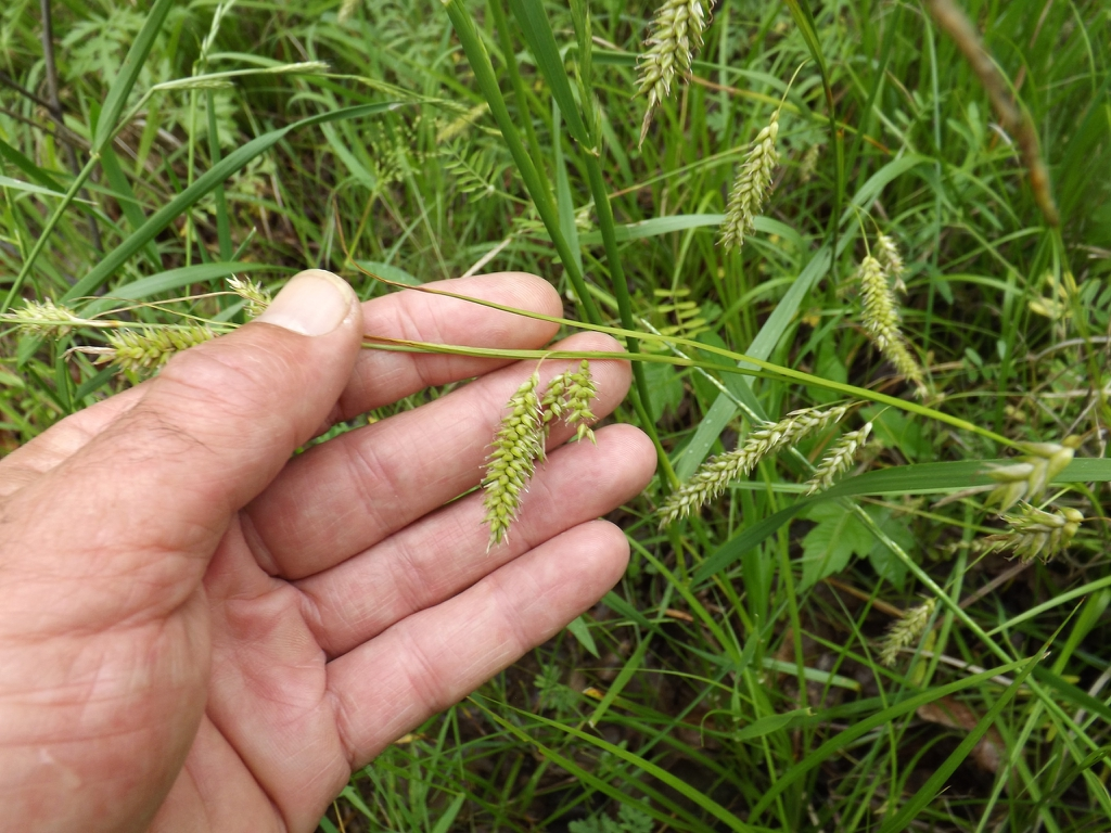 Cherokee sedge