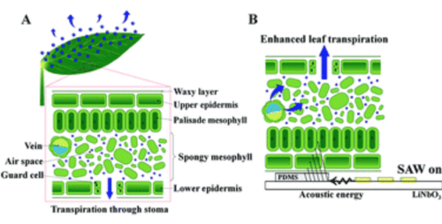 <p>ginagawa ng lignin sa xylem</p>