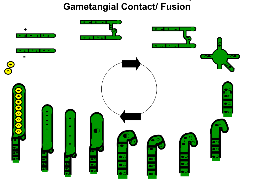 <p>Gametangial fusion  (Ch. 5)</p>