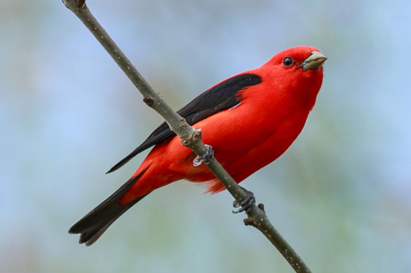 <p>Passeriformes</p><p>black wings, grayish bill</p>