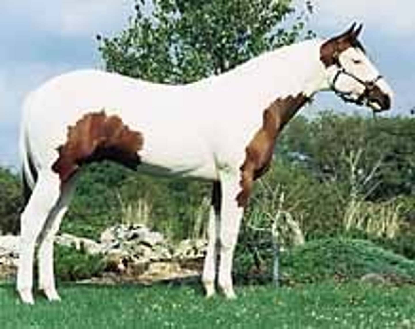 <p>color patterns/type of spotting:</p><p>combination of tobiano and over characteristics</p><p>ex. blue eyes</p>