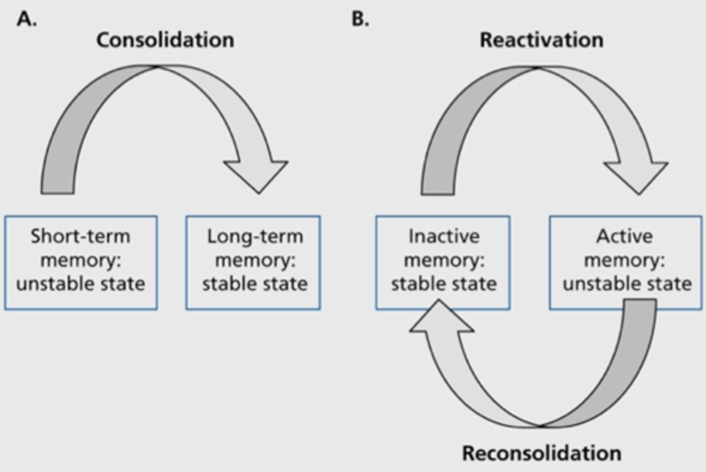 <p>a process in which previously stored memories, when retrieved, are potentially altered before being stored again</p>