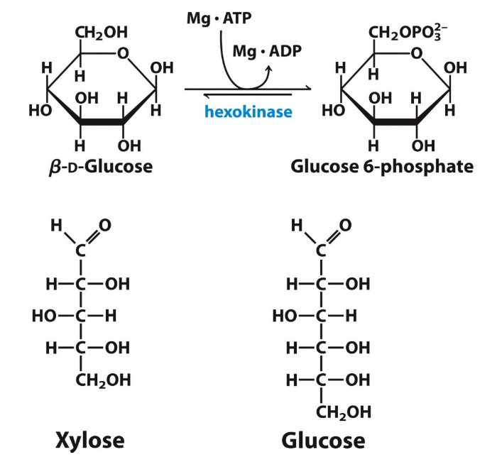 <p>primer: heksokinaza (E glikolize)</p><ul><li><p>pravilno orientirati in približati OH-skupino na 6. C-atom in P-skupino ATP → potek fosforilacije glc</p></li><li><p>brez prisotnosti sladkorja ATP ne more hidrolizirati (lahko v prisotnosti drugega podobnega sladkorja)</p></li><li><p>ob vezavi pride do precejšnje konformacijske spremembe → inducirano prileganje</p></li></ul><p></p>