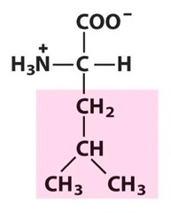 Nonpolar, aliphatic R Groups