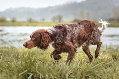 <p>Origin: France</p><p>Height range: 20-23 in</p><p>Weight range: 40-53 lb</p><p>Life span: 12-14 years</p>