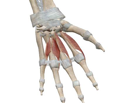 <p>Lombricaux (4)</p>