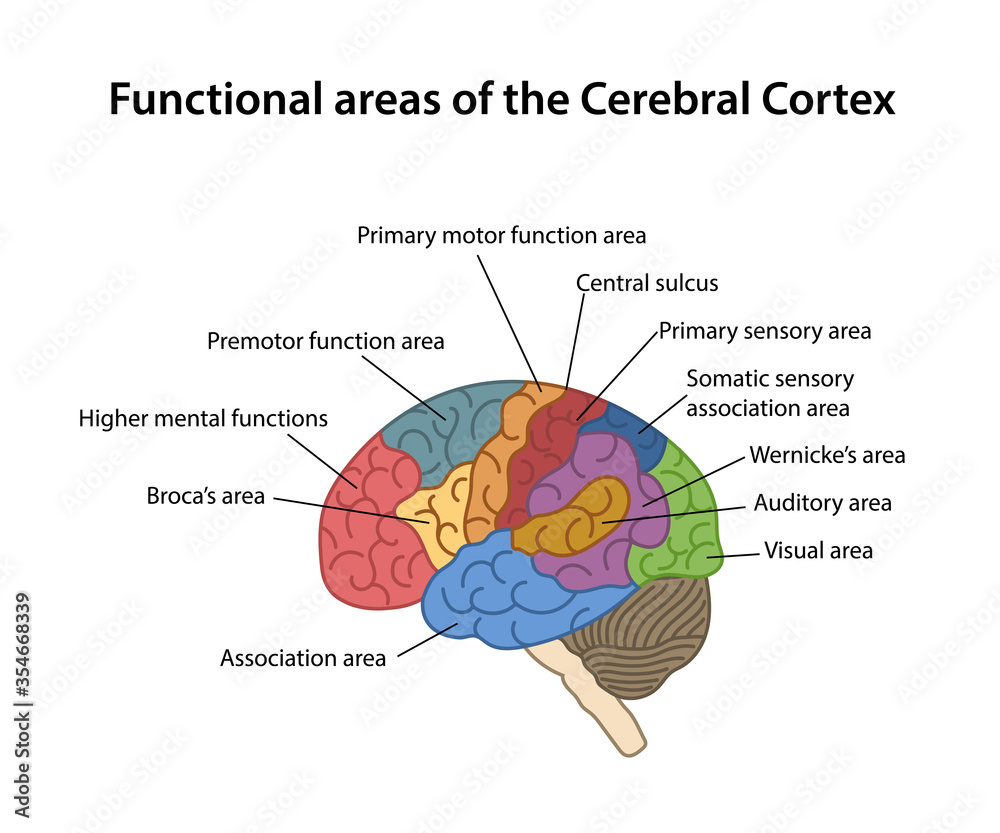 <p>Sentences to help remember the location:</p><p>Motor &amp; somatosensory (two long vertical strips)</p><ul><li><p>Move forward (as in walking and your movements/motor cortex is in the frontal lobe)</p></li><li><p>“The sky senses the stimuli” (meaning the top of your head senses touch which is somatosensory, and the top of your head is the parietal lobe)</p></li></ul><p>Visual cortex (very back of brain)</p><ul><li><p>“The teacher has eyes in the back of her head.”</p></li><li><p>Meaning visual is in the occipital lobe</p></li></ul><p>Auditory cortex (on the side, in the temporal lobe)</p><ul><li><p>“Your temples are near your ears.”</p></li></ul><p>Broca’s and Wernicke’s area (Bronca in the frontal lobe &amp; Wernicke in the temporal lobe)</p><ul><li><p>“Broca babbles” (meaning speech production because babbling is like nonstop talking)</p></li><li><p>“"Wernicke understands words” or “Wernicke wisely watches words” (meaning speech comprehension)</p></li></ul><p></p>
