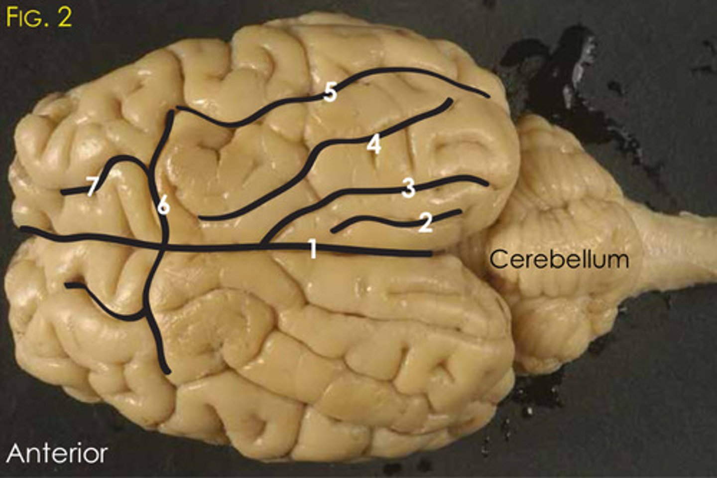 <p>4?</p>