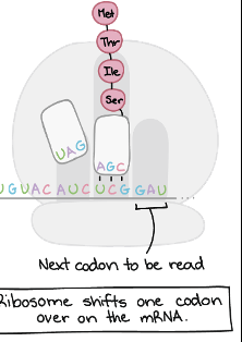 <p>Ribosome shifts one don over on the mRNA which will be the next codon read </p>