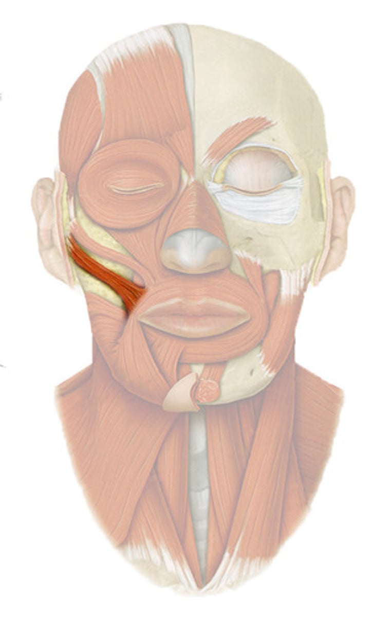 <p>Origin: Zygomatic bone</p><p>Insertion: Lateral aspect of mouth </p><p>Action: Elevates corner of lip, draws it laterally </p>