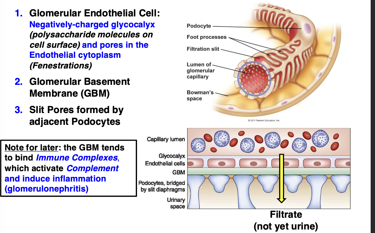<ol><li><p>Glomerular endothelial cell: <strong>negatively-charged glycocalyx</strong> (polysaccharide molecules on cell surface) <strong>and pores in the endothelial cytoplasm</strong> (fenestrations)</p></li><li><p>glomerular basement membrane (GBM)</p></li><li><p>slit pores formed by adjacent podocytes </p></li></ol><p></p>