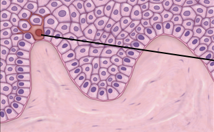 <p>Characteristics of <strong>Melanocytes</strong>?&nbsp;</p>