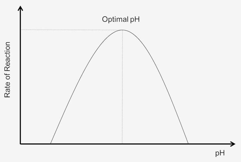 <p>As the pH increases, so does the enzyme activity. However, when the pH is past its optimum point, enzymes denature</p>