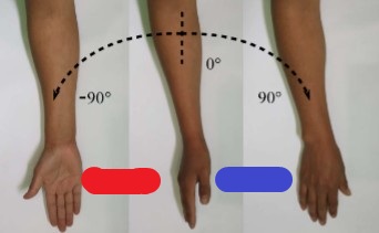 <p>(blue) palmar/plantar side rotates medially toward the palmar/plantar direction</p>