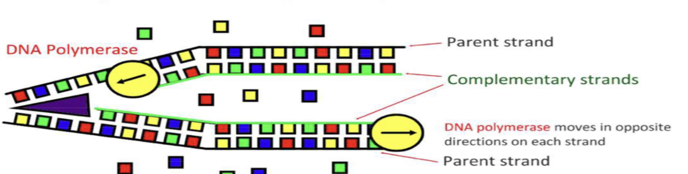 <p>The enzyme DNA polymerase runs in opposite directions on each strand and collects free nucleotides in order to pair them with their complementary bases </p>