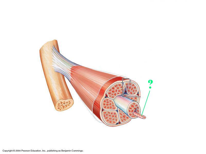 <p>Identify the indicated layer of <strong>connective tissue</strong></p>