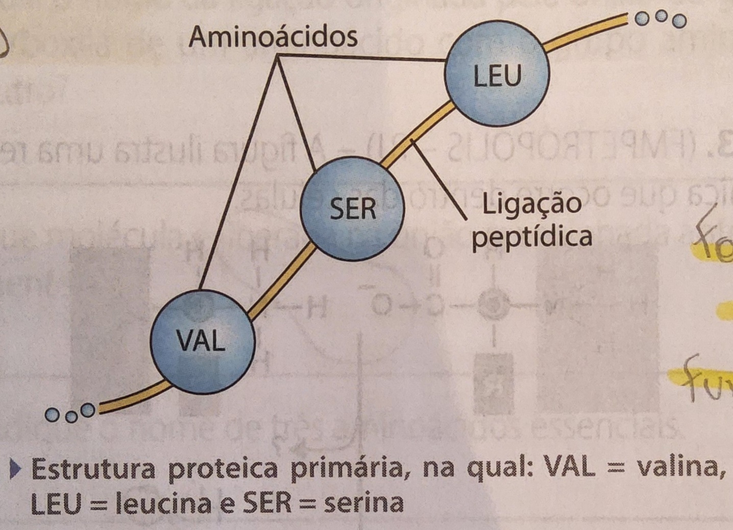 * sequência linear dos aminoácidos 
* forma e função
