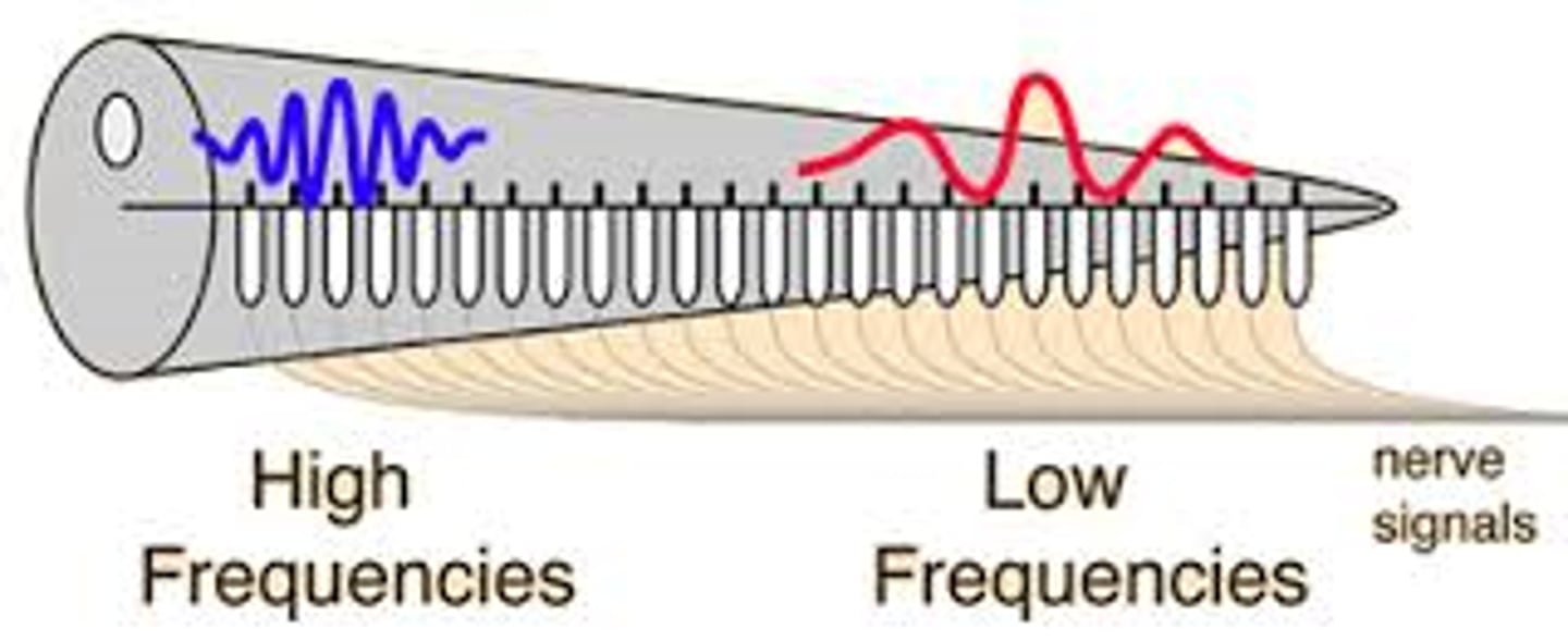 <p>Idea that different parts of the inner ear detect different sound frequencies. High pitches are sensed near the entrance, low pitches near the end.</p>
