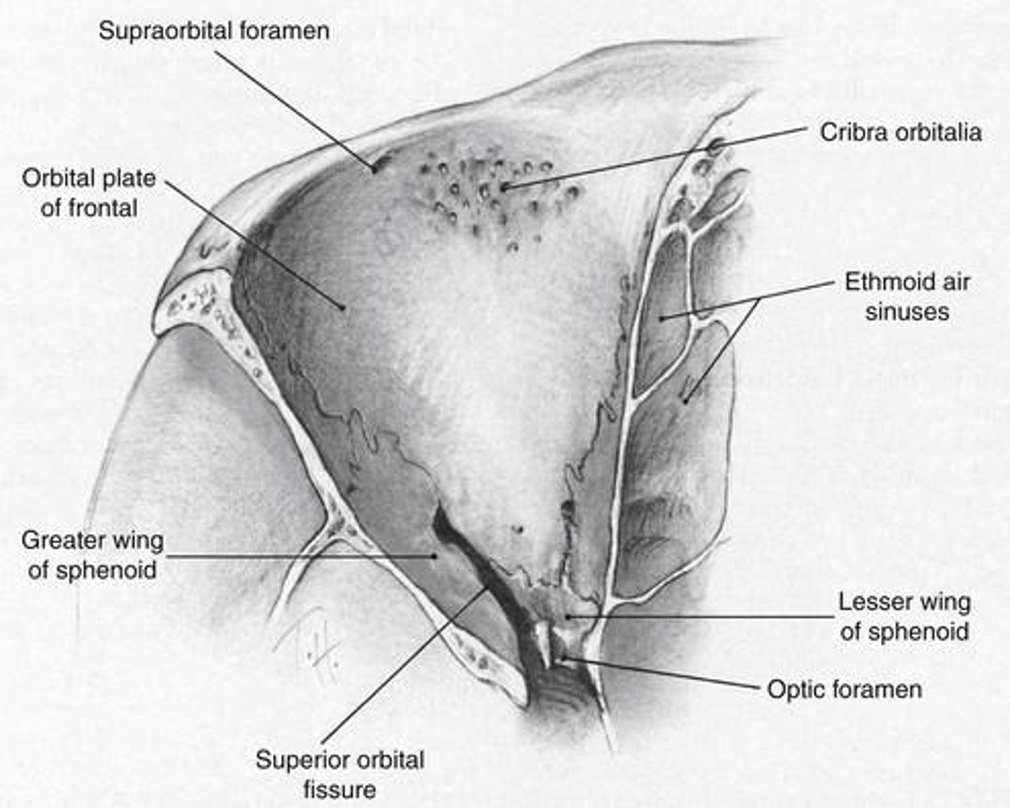 <p>Orbital plate of frontal bone (anterior), Lesser wing of sphenoid (posterior).</p><p>- orbital roof is triangular</p>
