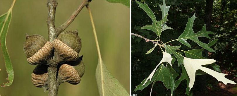 <p>Family<br>Genus<br>Species<br>Common Name</p>