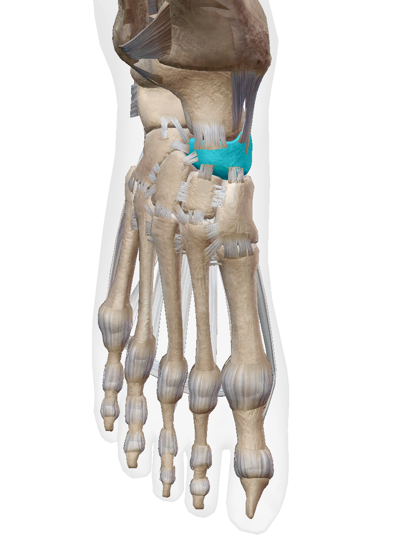 <p>Label the bone </p>