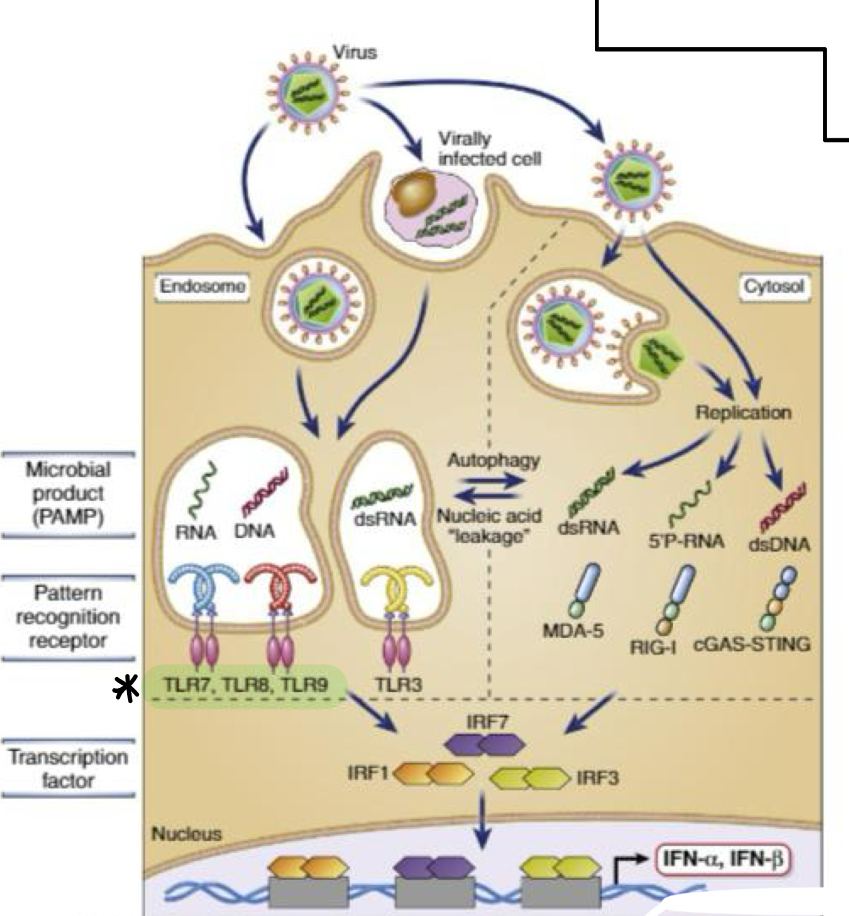 <p><strong>Cytokines released in response to TLR/Rig-I-like sensing of viral nucleic acids, <mark data-color="red" style="background-color: red; color: inherit;">primarily to 'interfere' with viral replication </mark>to prevent spread.</strong></p>