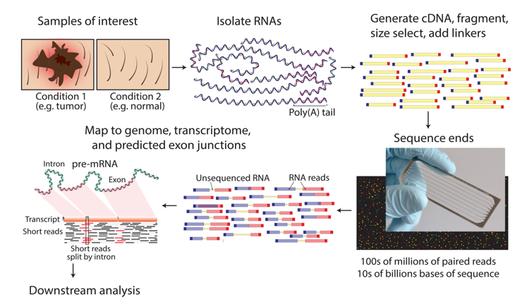 <p>Also known as whole transcriptome shotgun sequencing, RNA is isolated from a cell sample, and only that RNA is used, which will be converted to cDNA, alongside some linkers used. Useful to represent expression of genes due to how much mRNA molecules would’ve been present </p>