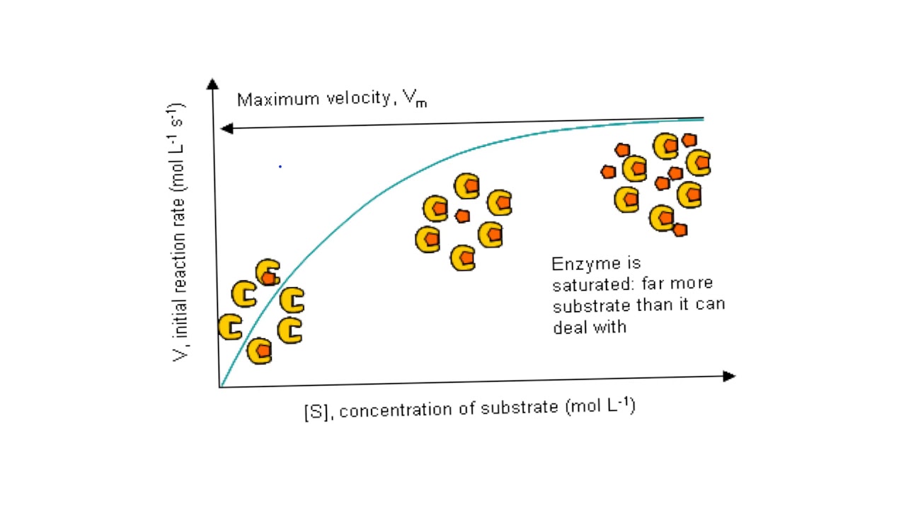 <p>Assuming saturation, the more substrate, the more collisions between active site and enzyme may occur, increasing reaction rate and then plateauing at max.</p>