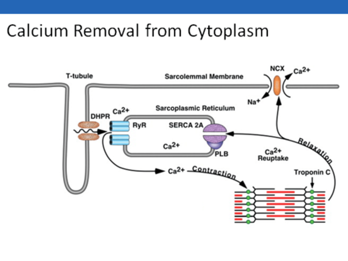 <p>1. when L-type caclium channels open --> ca2+ enters cell at t tubules</p><p>2. Ca2+ bind to calcium depended calcium channels called RYANODINE RECEPTORS in the cell on the SR</p><p>--> causes release of calcium stored in SR into cytoplasm (CALCIUM INDICED CALSIUM RELEASE)</p><p>3. Ca2+ enables contraction → Ca2+ binds troponin, allows actin/myosin cross-bridge formation</p><p>4. Ca2+ pumped back into the SR using the SERCA pump</p>