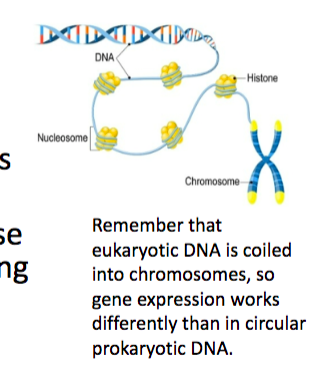 <p>can cause certain genes to relax, allowing transcription. they can also cause the DNA to coil very tightly, blocking the RNA polymerase</p>