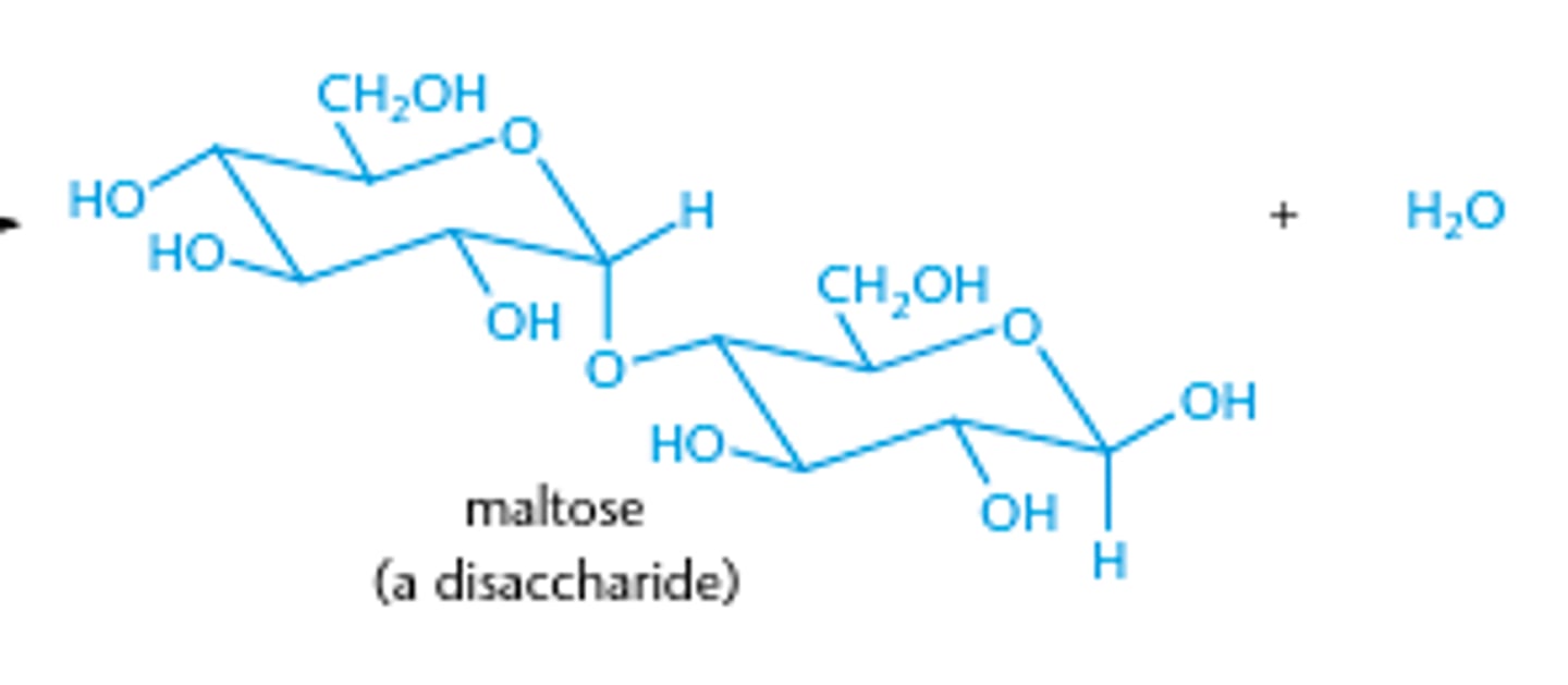 <p>Maltose</p>