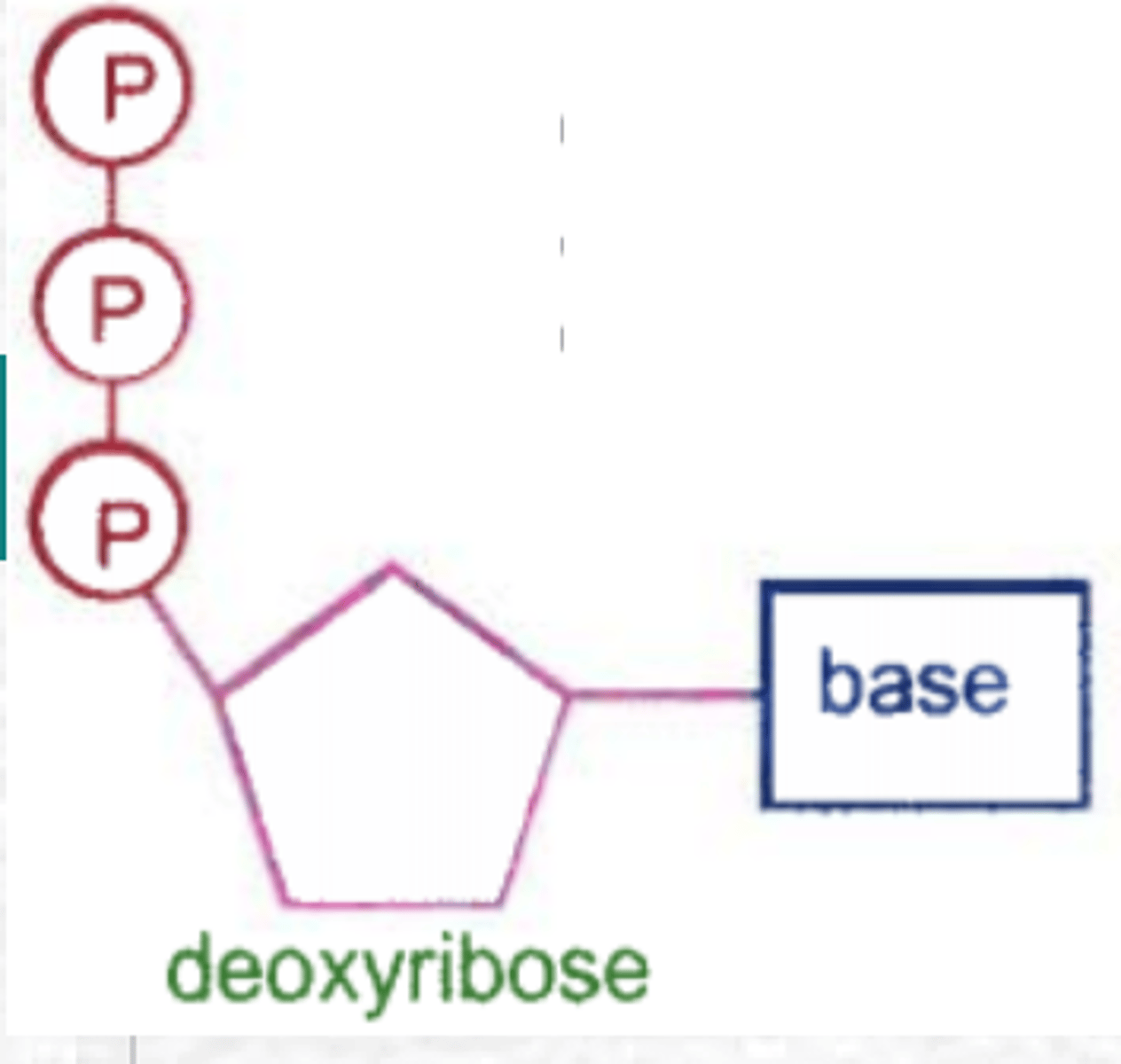 <p>(1) Building block DNA</p><p>(2) Provide energy for reaction</p>