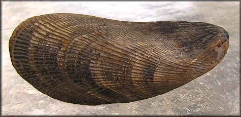 <p>Ribbed Mussel</p>