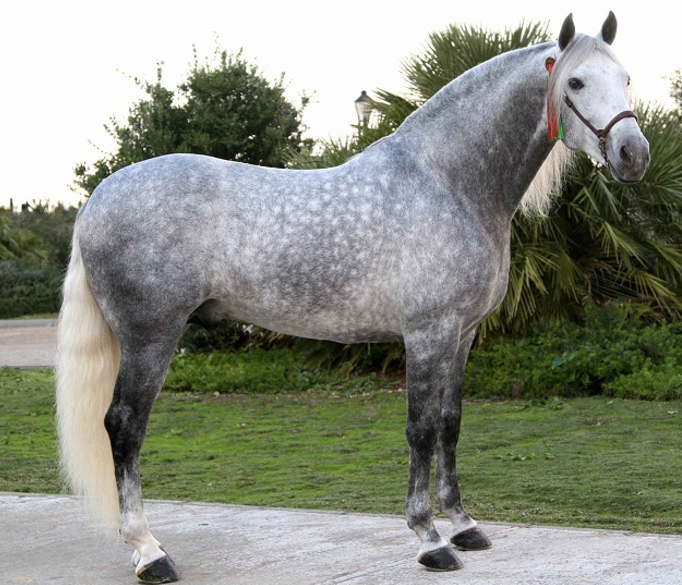 <p><span><strong>Solid</strong> or <strong>Dappled grey</strong> body with lighter gray, even white mane and tail.</span></p>