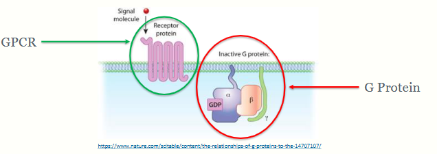 <p>apomorphine is a drug you can inject to make the dog sick to vomit out the poison</p><p>Signal transducing molecules – i.e. they transfer extracellular signals into a cell, leading to a cellular response.</p><p></p><p>Inactive G proteins are trimers consisting of 3 subunits (α, β and γ) with a GDP molecule bound to the α subunit</p><p></p><p>G proteins are tethered to the cell membrane by the α and γ subunits, but are freely diffusible in the plane of the membrane</p><p></p><p>(what i basically wrote above)</p><p>1. Ligand binds to the GPCR at the ligand binding site and causes a</p><p>conformational change in the receptor</p><p>2. This results in coupling of the receptor with a G Protein trimer; coupling</p><p>causes a conformational change in the G Protein</p><p>3. GDP on the α-subunit of the G protein dissociates and is replaced by</p><p>intracellular GTP</p><p>4. The α subunit-GTP complex and the βγ-complex dissociate from the</p><p>receptor and from each other. Both the α subunit-GTP complex and the βγ-</p><p>complex are free to diffuse in the membrane and interact with enzymes or</p><p>ion channels leading to signalling within the cell</p><p>5. GTP is hydrolysed to GDP by GTPase activity of the α-subunit</p><p>6. The resulting α subunit-GDP complex reunites with</p><p>the βγ-complex and signalling stops</p>