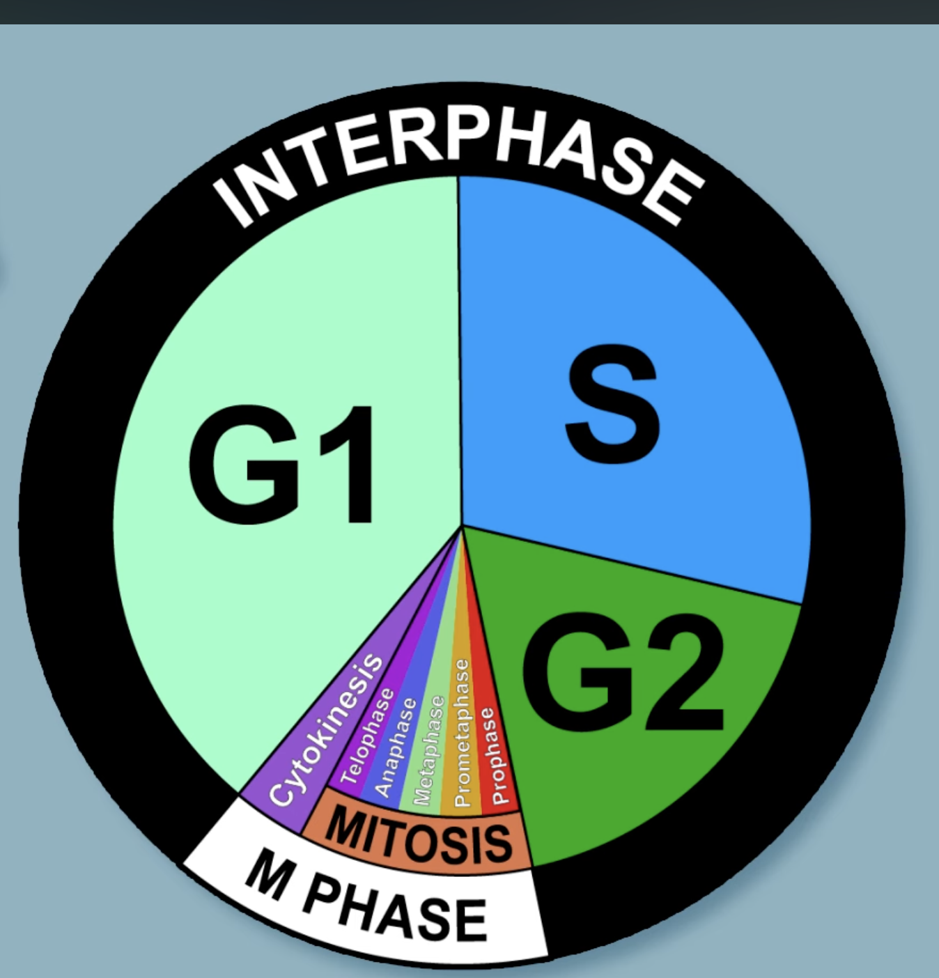 <p>G1 (Gap 1), S Phase (Synthesis), G2 (Gap 2), and M Phase (Mitosis/Cytokinesis)</p>