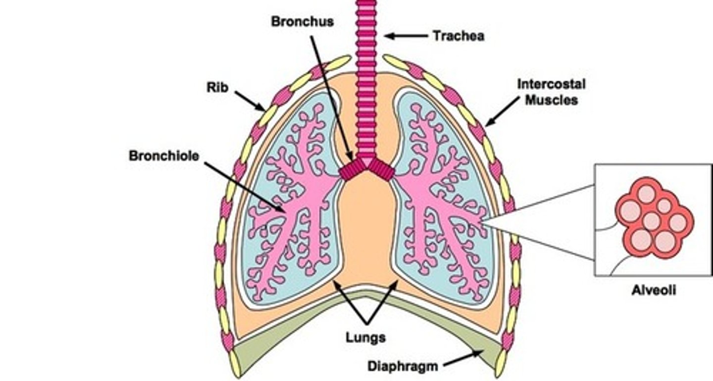 <p>tiny hair-like capillaries in your lungs where gas exchange occurs</p>