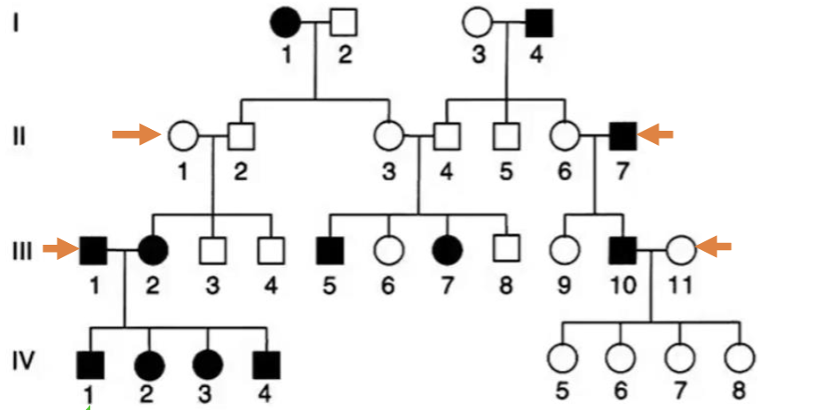 <p><span style="color: blue">Which set of parents, by themselves,</span><span style="color: blue"><br></span><span style="color: blue">shows that this trait must be recessive?</span><span style="color: blue"><br></span><span style="color: blue">A. II – 1+2</span><span style="color: blue"><br></span><span style="color: blue">B. II - 6+7</span><span style="color: blue"><br></span><span style="color: blue">C. III - 1+2</span><span style="color: blue"><br></span><span style="color: blue">D. III - 10+11</span><span style="color: blue"><br></span><span style="color: blue">E. More than one set of parents could</span><span style="color: blue"><br></span><span style="color: blue">support this</span></p>