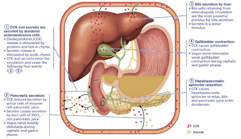 <ul><li><p><em>Bile and pancreatic juice secretions are </em><strong><em>BOTH</em></strong><em> stimulated by</em><strong><em> neural and hormonal controls&nbsp;</em></strong></p></li></ul><ul><li><p>Hormonal controls include:&nbsp;</p><ol><li><p><span style="color: green;"><strong><span>Cholecystokinin (CCK</span></strong></span><strong>)&nbsp;→ </strong>Increases output of enzymatic-rich <span style="color: purple;"><strong><mark data-color="purple" style="background-color: purple; color: inherit;">pancreatic juice.</mark></strong></span></p></li><li><p><span style="color: red;"><strong>Secretin</strong></span><strong> → </strong><span>Increases output of </span><span style="color: purple;"><strong><mark data-color="purple" style="background-color: purple; color: inherit;"><span>pancreatic juice</span></mark></strong></span><span> rich in bicarbonate ions</span></p></li><li><p><span style="color: green;"><strong>Gastric Inhibitory Peptide</strong></span> → <span><span>Stimulates insulin release and mildly inhibits HCl production</span></span></p></li><li><p><span style="color: red;"><strong><span>Gastrin</span></strong></span><span> → </span><span><span>Increases HCl secretion and stimulates contraction of intestinal muscle</span></span></p></li></ol></li></ul><p></p>