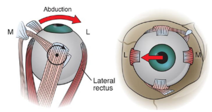 <p>What are the movements from primary position of the lateral rectus?</p>