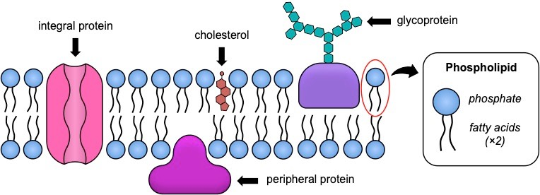 <p>The plasma membrane, it is flexible and acts as a protective barrier. It allows for transport in and out of the cell (selectively permeable). Allows for cell recognition, and provides anchoring sites for filaments of cytoskeleton. It’s made up of a hydrophilic phosphate head, two hydrophobic fatty acid tails, transport proteins that allow for larger molecules to pass through, and carbohydrates attached to the outer surface.</p>