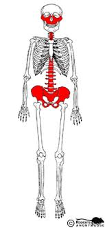 <p>Bone with complex shape, e.g., vertebrae and pelvic bones.</p>