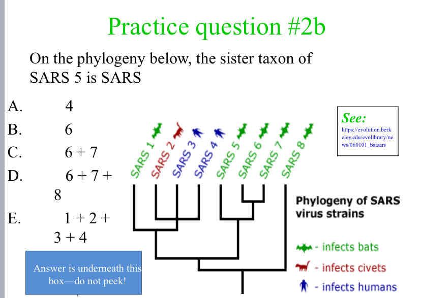 <p>Practice Question (Sister Taxon) - On the phylogeny below, the sister taxon of &nbsp; &nbsp; &nbsp; &nbsp; &nbsp; &nbsp; SARS 5 is SARS</p>